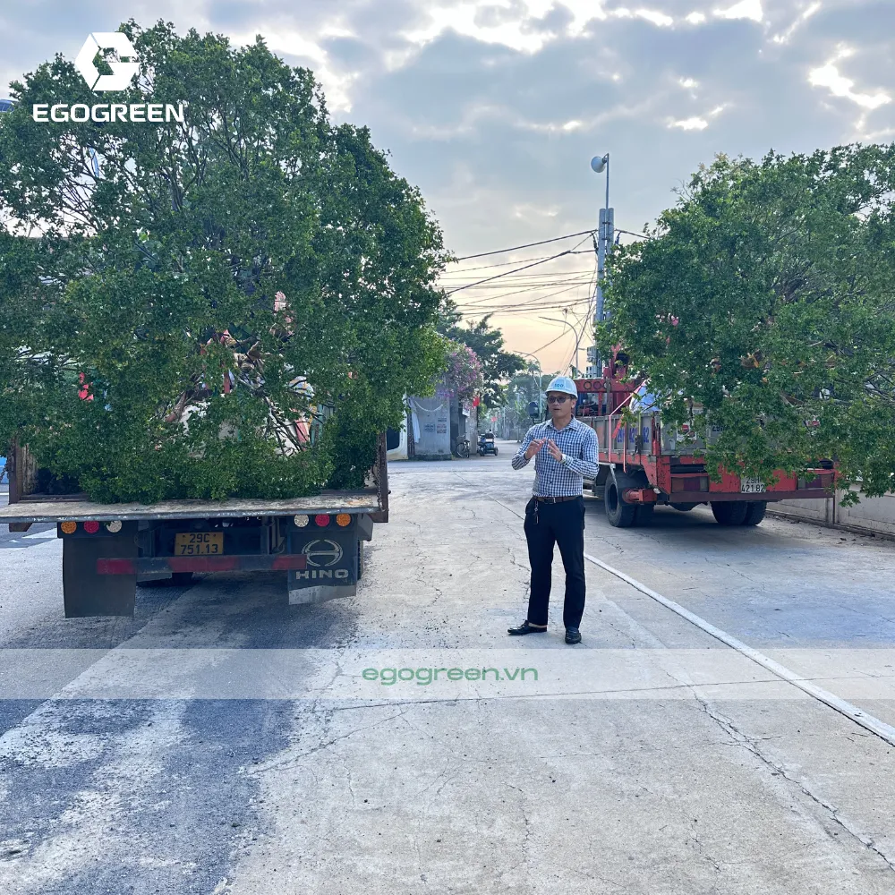 Nguồn cây được lấy từ làng nghề cây cảnh lâu đời nhất Việt Nam